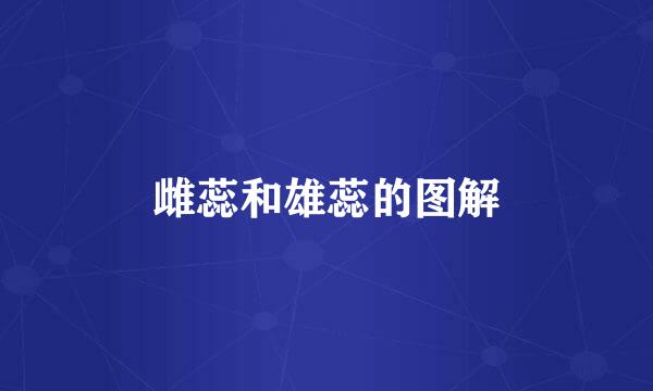 雌蕊和雄蕊的图解