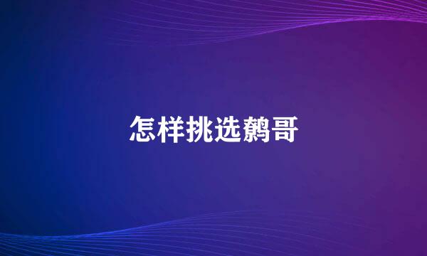 怎样挑选鹩哥