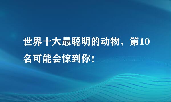 世界十大最聪明的动物，第10名可能会惊到你！