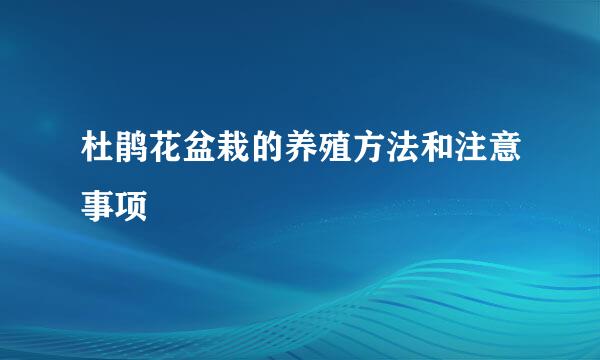 杜鹃花盆栽的养殖方法和注意事项
