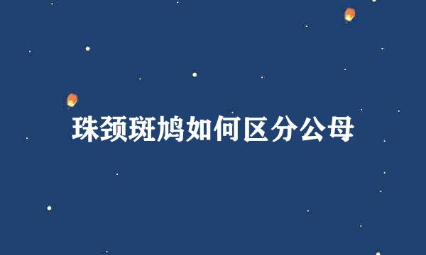 珠颈斑鸠如何区分公母