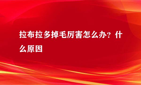 拉布拉多掉毛厉害怎么办？什么原因