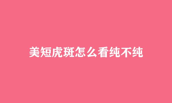 美短虎斑怎么看纯不纯