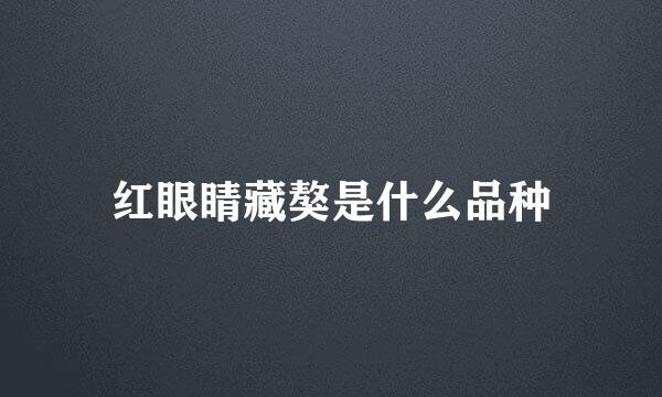 红眼睛藏獒是什么品种