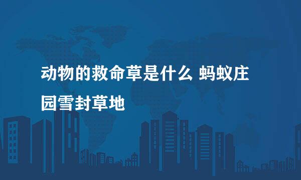 动物的救命草是什么 蚂蚁庄园雪封草地