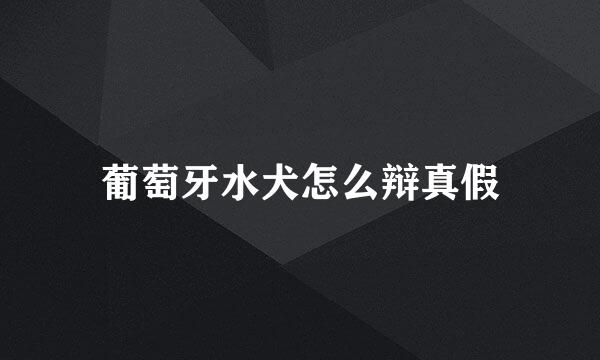 葡萄牙水犬怎么辩真假