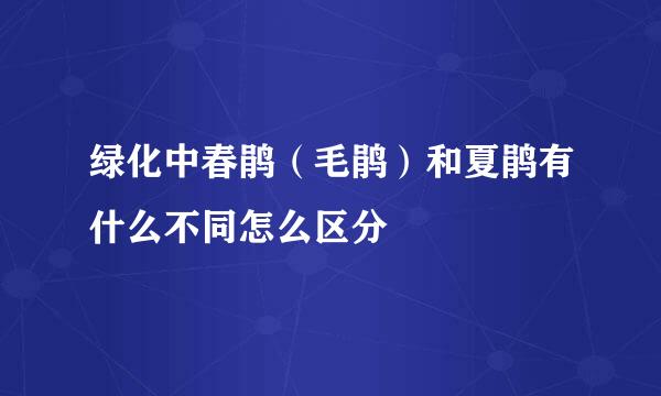 绿化中春鹃（毛鹃）和夏鹃有什么不同怎么区分