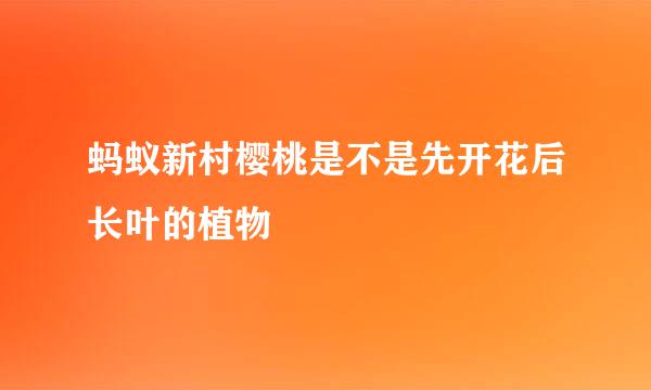 蚂蚁新村樱桃是不是先开花后长叶的植物
