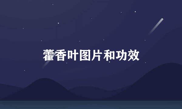 藿香叶图片和功效