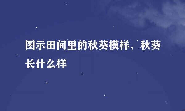 图示田间里的秋葵模样，秋葵长什么样