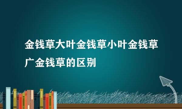 金钱草大叶金钱草小叶金钱草广金钱草的区别