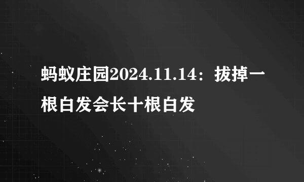 蚂蚁庄园2024.11.14：拔掉一根白发会长十根白发