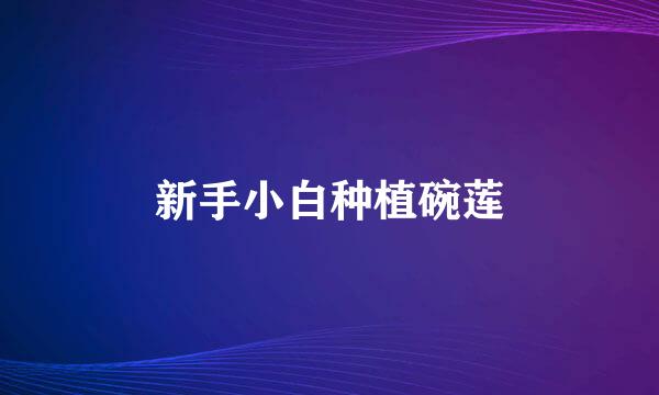新手小白种植碗莲