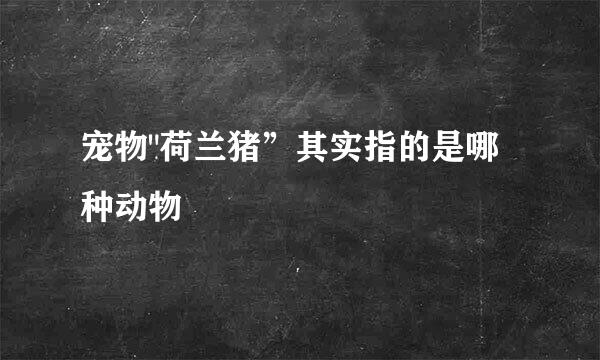 宠物