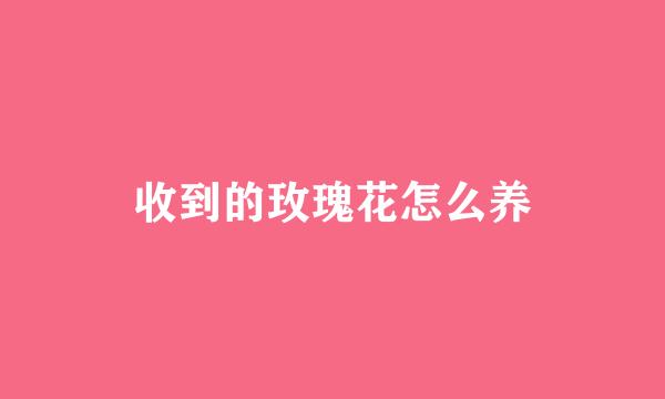 收到的玫瑰花怎么养