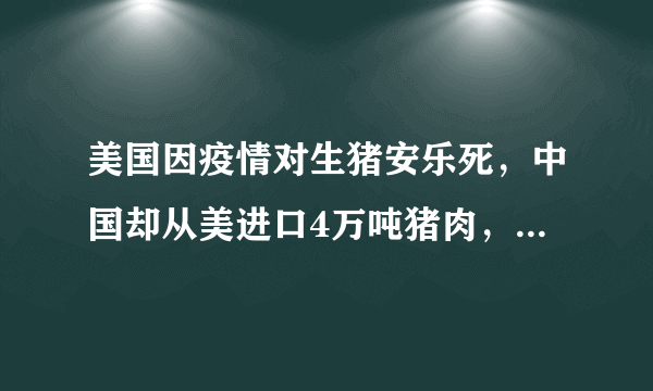 美国因疫情对生猪安乐死，中国却从美进口4万吨猪肉，如何看待？