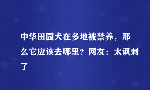 中华田园犬在多地被禁养，那么它应该去哪里？网友：太讽刺了