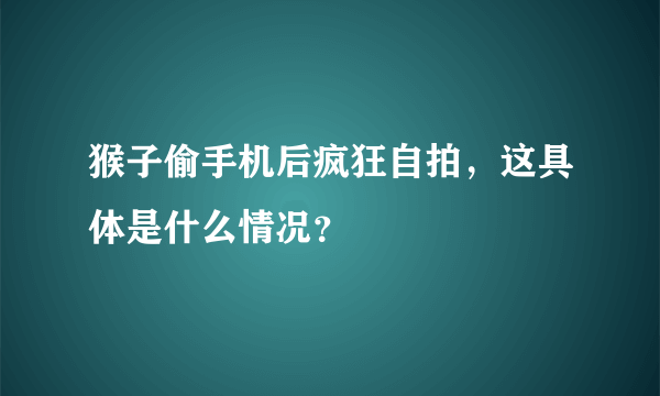 猴子偷手机后疯狂自拍，这具体是什么情况？