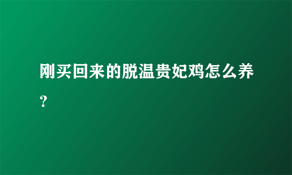 刚买回来的脱温贵妃鸡怎么养？