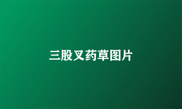 三股叉药草图片
