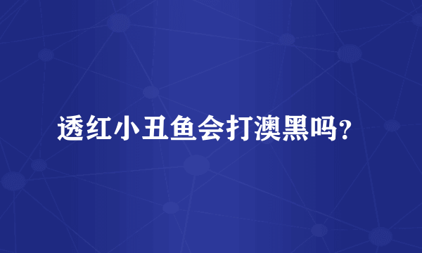 透红小丑鱼会打澳黑吗？