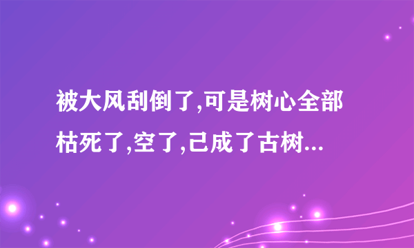 被大风刮倒了,可是树心全部枯死了,空了,己成了古树,请问有救吗?