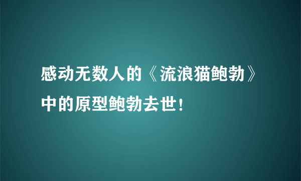 感动无数人的《流浪猫鲍勃》中的原型鲍勃去世！