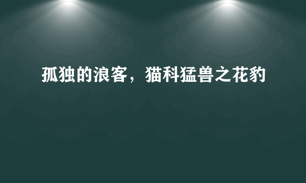 孤独的浪客，猫科猛兽之花豹