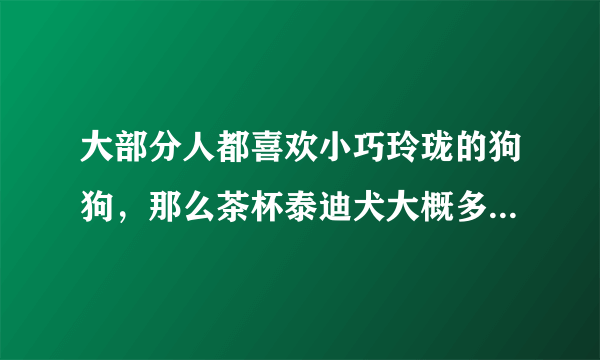 大部分人都喜欢小巧玲珑的狗狗，那么茶杯泰迪犬大概多少钱呢？