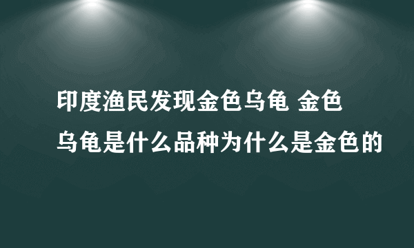印度渔民发现金色乌龟 金色乌龟是什么品种为什么是金色的