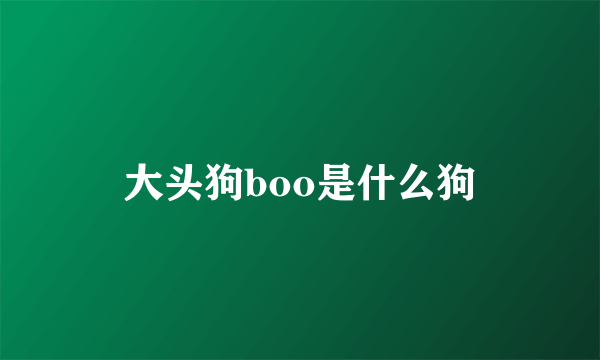 大头狗boo是什么狗
