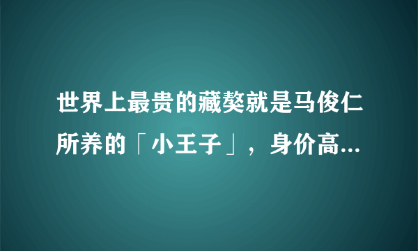 世界上最贵的藏獒就是马俊仁所养的「小王子」，身价高达4000万元