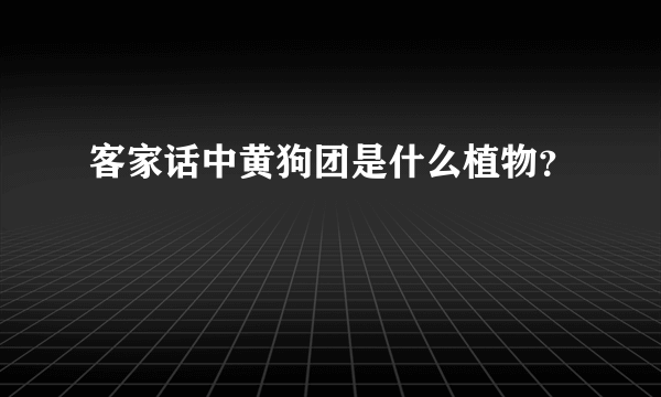 客家话中黄狗团是什么植物？