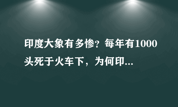 印度大象有多惨？每年有1000头死于火车下，为何印度还不装护栏？