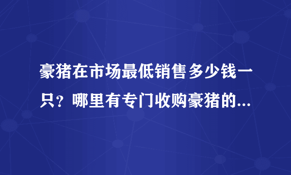 豪猪在市场最低销售多少钱一只？哪里有专门收购豪猪的地方？大神们帮帮忙
