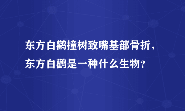 东方白鹳撞树致嘴基部骨折，东方白鹳是一种什么生物？