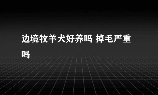 边境牧羊犬好养吗 掉毛严重吗