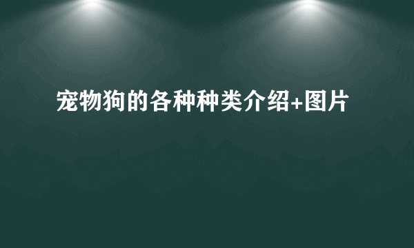 宠物狗的各种种类介绍+图片