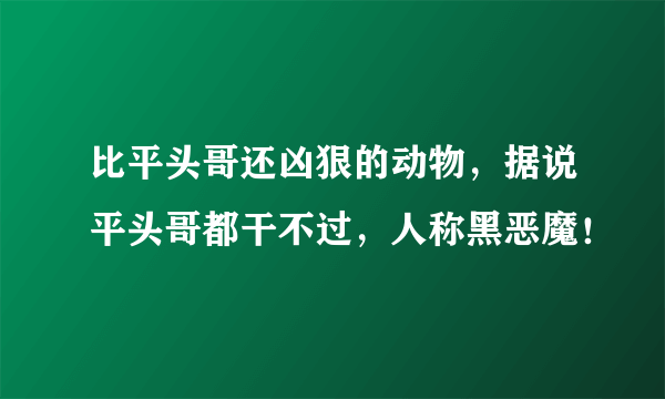 比平头哥还凶狠的动物，据说平头哥都干不过，人称黑恶魔！