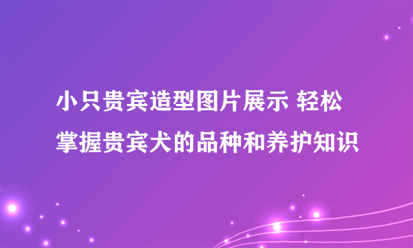 小只贵宾造型图片展示 轻松掌握贵宾犬的品种和养护知识