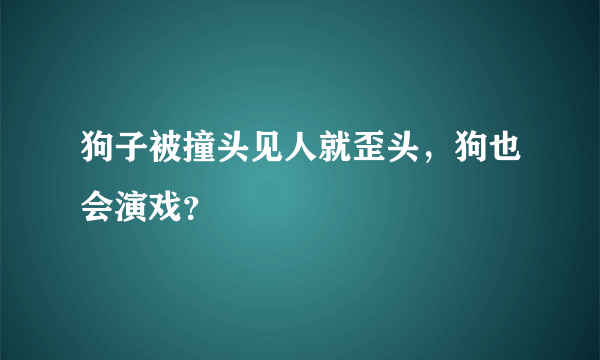 狗子被撞头见人就歪头，狗也会演戏？