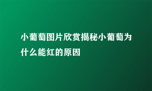 小葡萄图片欣赏揭秘小葡萄为什么能红的原因