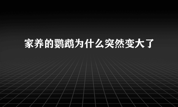 家养的鹦鹉为什么突然变大了