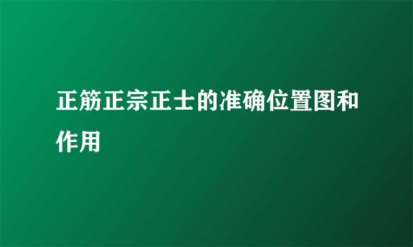 正筋正宗正士的准确位置图和作用