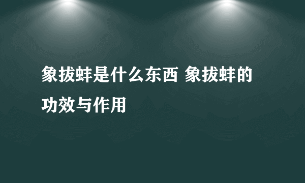 象拔蚌是什么东西 象拔蚌的功效与作用